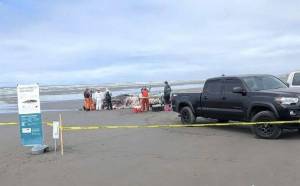 Cascadia Research Collective
Researchers examine a deceased gray whale on the beach in Surfside. It was the 18th to come ashore in Washington state this spring. Some years there are none.