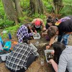 Andrea Watts / The Daily World
On Saturday, May 9, citizen scientists participating in the Grays Harbor Stream Team Macroinvertebrate Program met at a site on the east fork of the Wildcat Creek where they spent the afternoon collecting macroinvertebrates samples.