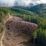 Kevin Clark / The Seattle Times
The site of a previous DNR timber sale is shown near Pe Ell in Lewis County.