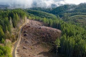 Kevin Clark / The Seattle Times
The site of a previous DNR timber sale is shown near Pe Ell in Lewis County.