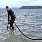 Screen capture / University of Washington
Jennifer Ruesink, UW professor of biology, tests a new method for controlling burrowing shrimp on a Willapa Bay oysterbed.