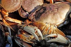 Luke Whittaker / Chinook Observer
Dungeness crab  Washingtons most valuable fishery  are at the heart of Quinault tribal efforts to claim treaty fishing rights from Willapa Bay to 60 miles up the Columbia River.