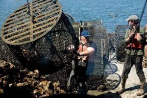 Luke Whittaker photos / Chinook Observer
Oystermen Brandon Christman and Otto Kemmer unload oyster tubs on Saturday, May 30, in Willapa Bay. Commercial oyster crews have been busy in recent weeks moving the oysters to new beds ahead of the summer season.