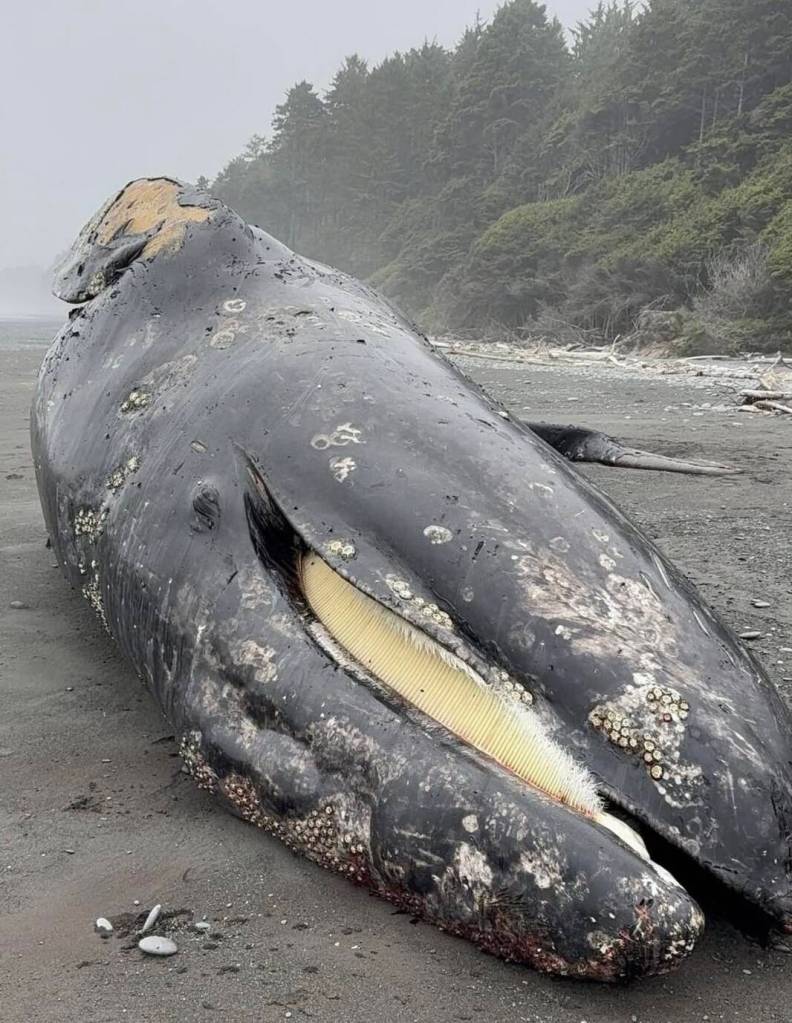 Olympic National Park
This gray whale was found dead at Olympic National Park near Kalaloch (initially floating off Ruby Beach) on May 24.