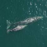 Image courtesy of NOAA Fisheries/ Alaska Fisheries Science Center
A gray whale and her healthy calf swim in the Pacific waters off Washington. Gray whale calf counts have plummeted, and last year were the lowest on record, according to NOAA Fisheries estimates.