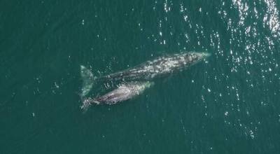 Image courtesy of NOAA Fisheries/ Alaska Fisheries Science Center
A gray whale and her healthy calf swim in the Pacific waters off Washington. Gray whale calf counts have plummeted, and last year were the lowest on record, according to NOAA Fisheries estimates.