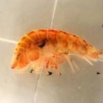Brian Marx
Amphipods, a favored food of the gray whales, once carpeted the bottom of the Chirikov Basin in the northern Bering Sea. But by 2010, they had gone into sharp decline in the basin that once was a prime foraging area for the whales.