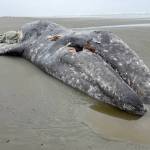 Hal Bernton
This gray whale carcass washed up on a beach north of Ocean Shores, one of 26 that have been found dead along the states shorelines as of early June.