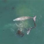 Oregon State University
Gray whale mother and calf forage in kelp forest on Oregon coast.