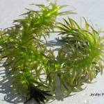 Washington State Noxious Weed Control Board
Brazilian elodea is a noxious weed found within the Chehalis River, and the Grays Harbor Noxious Weed Control Board has received funding from the Aquatic Species Restoration Program to remove it.