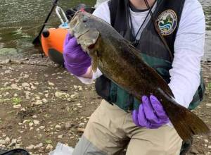 WDFW
Non-native bass and predation in the Chehalis River was discussed at the latest Washington Fish and Wildlife Commission meeting.