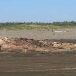 This decomposing gray whale washed up dead on the beach in Ocean Shores in April.