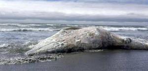 Tiffany Boothe
A 41-foot male gray whale washed ashore a little after 4 p.m. on Thursday, June 16, just south of Sunset Beach. Washington states count of washed-up grays whales stands at 30. At least an additional 10 dead whales washed ashore along the Oregon coast during the 2026 spring migration and stranding season.