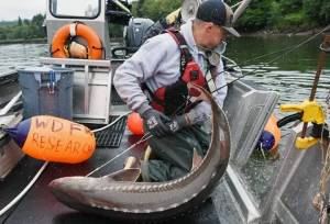 WDFW
Jake Velarde, Coastal Washington and Puget Sound sturgeon biologist, working in the Grays Harbor area, brings a white sturgeon into a research boat for data collection and tagging. The sturgeon was released shortly afterward.