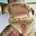 Jerry Knaak / The Daily World
Later the alligator smiles for his close-up.