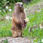 WDFW
The Olympic marmot, the only mammal found exclusively in Washington, on Hurricane Ridge.