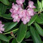 Washington State Native Plant Society
Rhododendron macrophyllum is the states official flower.