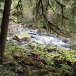WDFW
The Staircase Rapids is a wonderful and easy 2.1-mile looped hike with a slight elevation gain, and located along the North Fork of the Skokomish River in Olympic National Park.