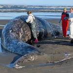 WDFW
Representatives from WDFW, Cascadia Research Collective, and the Washington Animal Disease Diagnostic Laboratory performing a necropsy on a deceased gray whale in Ocean Shores in April 2026.