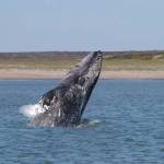 David Wheller / NOAA Fisheries
Gray whale breaching.
