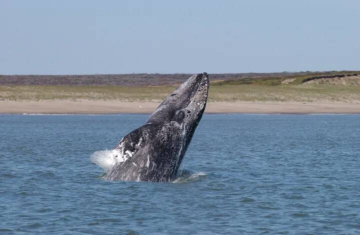 David Wheller / NOAA Fisheries
Gray whale breaching.