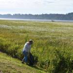 Jerry Knaak / The Daily World
A volunteer picks up trash along the edge of the Grays Harbor Wildlife Refuge.