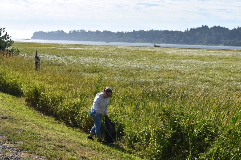 Jerry Knaak / The Daily World
A volunteer picks up trash along the edge of the Grays Harbor Wildlife Refuge.