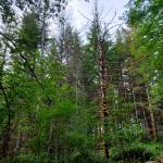 Andrea Watts / The Daily World
A harvest unit for 2027 includes several root rot pockets where the trees have either died or are in the process of dying.