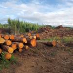 Andrea Watts / The Daily World
The tour visited a 55-acre active harvest unit. Following the harvest, the slash will be piled and burned, with replanting to occur next spring.