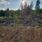 Andrea Watts / The Daily World
A portion of the city forest is part of a red alder study. The seedlings were planted earlier this year and have now leafed out and put on nearly a foot of growth.