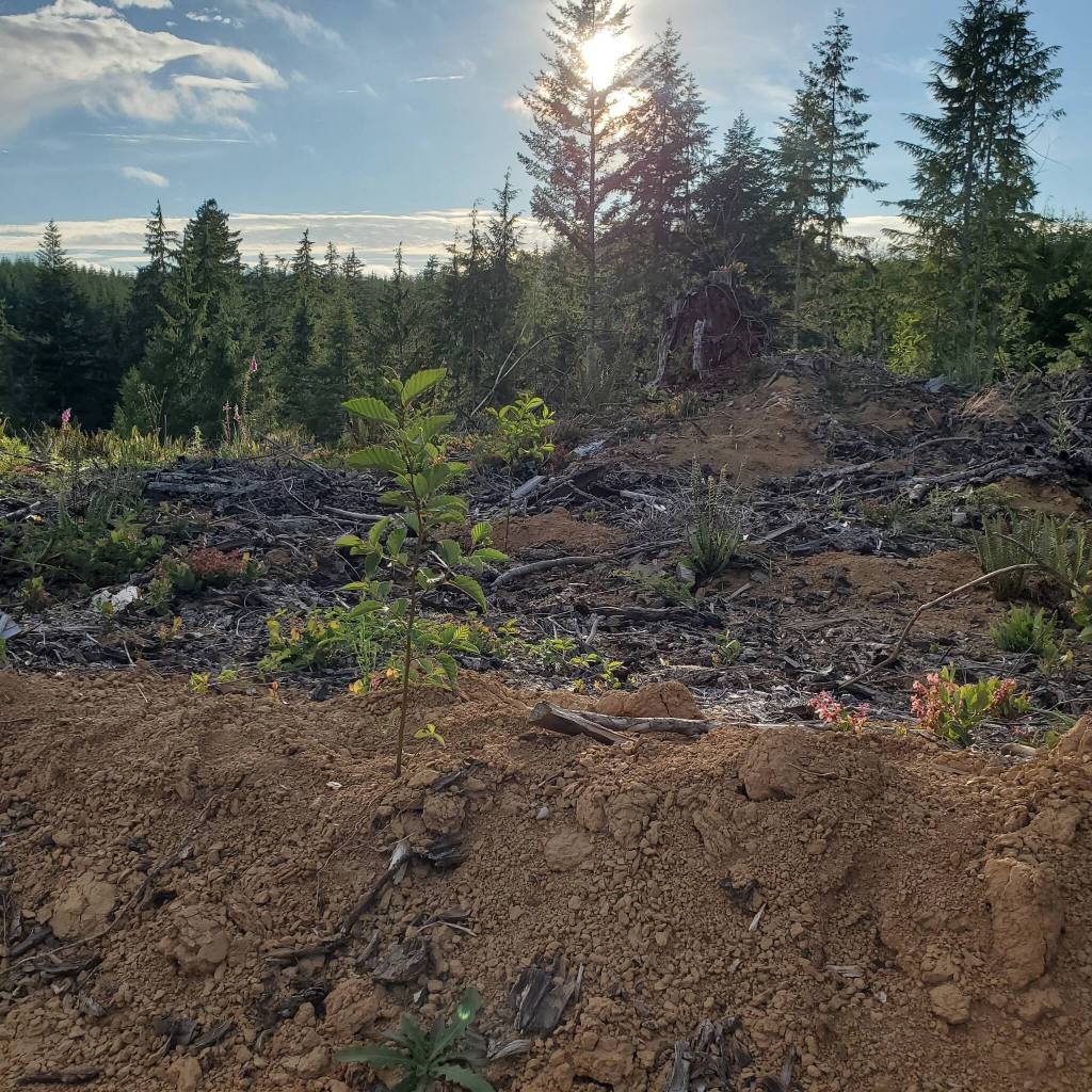 Andrea Watts / The Daily World
A portion of the city forest is part of a red alder study. The seedlings were planted earlier this year and have now leafed out and put on nearly a foot of growth.
