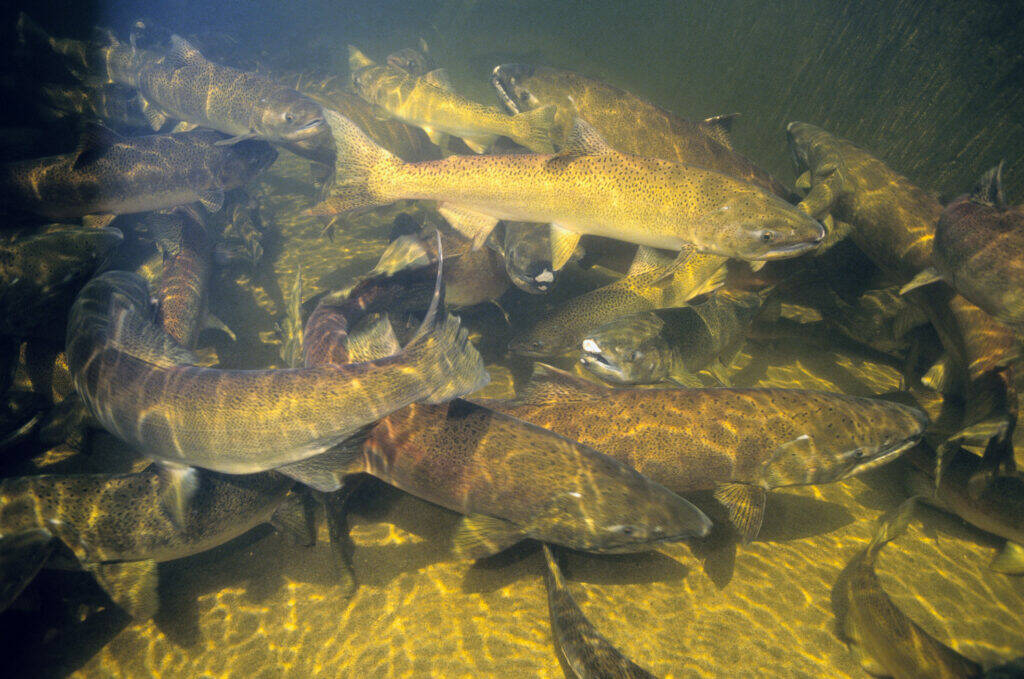 Natalie Fobes / Getty Images
In this undated photo, Chinook salmon spawn in the Snake River.