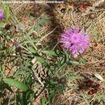 Yakima Noxious Weed Control Board
Grays Harbor Noxious Weed Control Board is asking residents to report sightings of knapweed, such as meadow knapweed.
