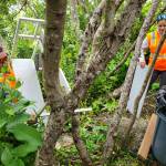 Andrea Watts / The Daily World
Not all trash along the bank of the Chehalis River is visible. In this hidey hole near the Boone Street boat launch, Lindzie Theurer and Mike Pena remove a desk that that been brought into the site.