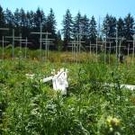 Andrea Watts / The Daily World
Earlier this month, the team who is managing the ICE memorial cross installation in East Grays Harbor on U.S. Highway 12 added more crosses in recognition of 20 more people being murdered by ICE.