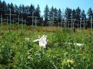 Andrea Watts / The Daily World
Earlier this month, the team who is managing the ICE memorial cross installation in East Grays Harbor on U.S. Highway 12 added more crosses in recognition of 20 more people being murdered by ICE.