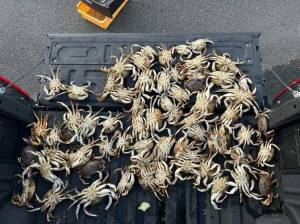 WDFW
A Washington Department of Fish and Wildlife police officer confiscated 65 illegally harvested crab in Westport.