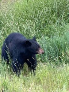Marie Duval / For The Daily World
Marie Duval had the pleasure of seeing a bear as she looked off the third floor balcony of the Beachcomber this spring. This one lumbered slowly along toward what was the Shilo Inn eating whatever it found in the sea grass and sniffing the air.
