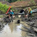 Chehalis Basin Fisheries Task Force
Before the construction of the bypass road began, volunteers came out to rescue fish behind the culvert on Damon Creek.