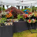 Montesano Chamber of Commerce
The Montesano Saturday Markets are held every Saturday through the end of August at Fleet Park from 9 a.m. to 1 p.m.